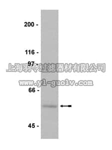 merck millipore,默克密理博,16-170,Anti-Myc Tag Antibody, clone 9E10, biotin conjugate