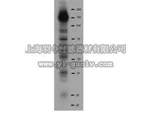 merck millipore,默克密理博,16-184,Anti-Phosphotyrosine Antibody, recombinant clone 4G10, HRP conjugate