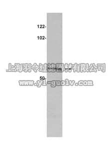 merck millipore,默克密理博,16-186,Anti-Src Antibody, clone GD11, agarose