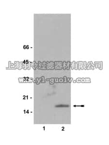 merck millipore,默克密理博,16-193,Anti-phospho-Histone H2A.X (Ser139) Antibody, clone JBW301, biotin conjugate