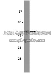 merck millipore,默克密理博,16-200,Anti-Histidine Tagged Antibody, clone 4D11, biotin conjugate
