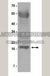 merck millipore,默克密理博,16-201,Protein G Agarose/Salmon Sperm DNA, 2.5 mL