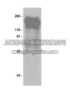 merck millipore,默克密理博,16-204,Anti-Phosphotyrosine Antibody, recombinant clone 4G10, biotin conjugate