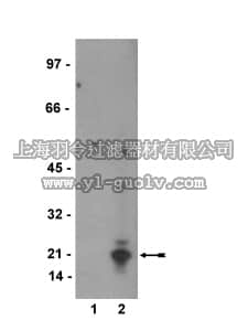 merck millipore,默克密理博,16-206,Anti-phospho-MBP Antibody, HRP conjugate