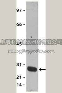 merck millipore,默克密理博,16-209,Anti-GST Tag Antibody, clone DG122-2A7, HRP conjugate