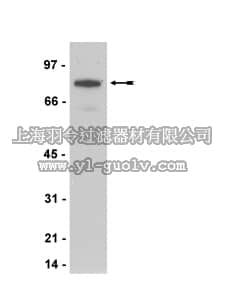 merck millipore,默克密理博,16-212,Anti-Myc Tag Antibody, clone 4A6, biotin conjugate