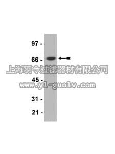 merck millipore,默克密理博,16-213,Anti-Myc Tag Antibody, clone 4A6, HRP conjugate