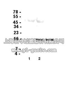 merck millipore,默克密理博,16-218,Anti-Phospho-Histone H3 (Ser10) Antibody, clone 3H10, Cy5 conjugate
