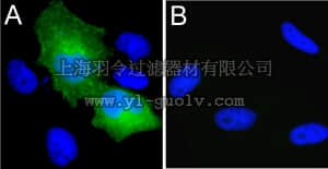 merck millipore,默克密理博,16-224,Anti-Myc Tag Antibody, clone 4A6, Alexa Fluor 488 conjugate