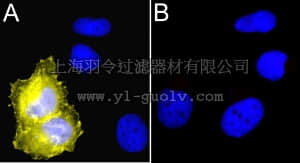 merck millipore,默克密理博,16-225,Anti-Myc Tag Antibody, clone 4A6, Alexa Fluor 555 conjugate