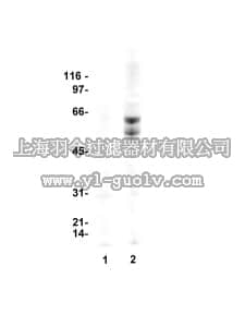 merck millipore,默克密理博,16-226,Anti-Nitrotyrosine Antibody, clone 1A6, Alexa Fluor 488 conjugate