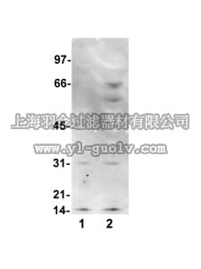 merck millipore,默克密理博,16-227,Anti-Nitrotyrosine Antibody, clone 1A6, Alexa Fluor 555 conjugate
