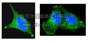 merck millipore,默克密理博,16-228,Anti-Cortactin (p80/85) Antibody, clone 4F11, Alexa Fluor 488