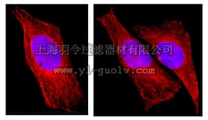merck millipore,默克密理博,16-231,Anti-β-Tubulin Antibody, clone AA2, Alexa Fluor 555 conjugate