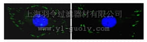merck millipore,默克密理博,16-233,Anti-FAK Antibody, clone 4.47, Alexa Fluor 488 conjugate