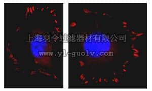 merck millipore,默克密理博,16-234,Anti-FAK Antibody, clone 4.47, Alexa Fluor 555 conjugate