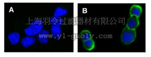 merck millipore,默克密理博,16-235,Anti-phospho-erbB-2/HER-2 (Tyr1248) Antibody, Alexa Fluor 488