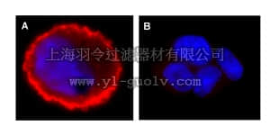 merck millipore,默克密理博,16-236,Anti-phospho-erbB-2/HER-2 (Tyr1248) Antibody, Alexa Fluor 555