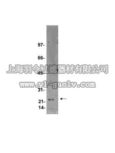 merck millipore,默克密理博,16-241,Anti-CD3ε Antibody, clone APA1/1, Alexa Fluor 488 conjugate