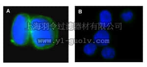 merck millipore,默克密理博,16-243,Anti-Na+/K+ ATPase α-1 Antibody, clone C464.6, Alexa Fluor 488