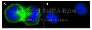 merck millipore,默克密理博,16-246,Anti-EGFR Antibody, neutralizing, clone LA1, Alexa Fluor 488
