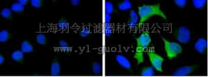 merck millipore,默克密理博,16-252,Anti-GST Tag Antibody, Alexa Fluor 488 conjugate