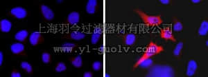 merck millipore,默克密理博,16-253,Anti-GST Tag Antibody, Alexa Fluor 555 conjugate