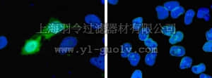 merck millipore,默克密理博,16-254,Anti-Histidine Tagged Antibody, clone 4D11, Alexa Fluor 488 conjugate