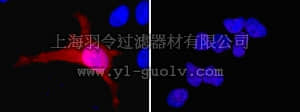merck millipore,默克密理博,16-255,Anti-Histidine Tagged Antibody, clone 4D11, Alexa Fluor 555 conjugate