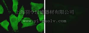 merck millipore,默克密理博,16-257,Anti-IRS1 Antibody, Alexa Fluor 488 conjugate