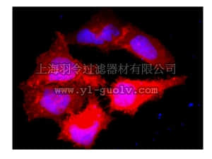 merck millipore,默克密理博,16-263,Anti-Myc Tag Antibody, clone 9E10, Alexa Fluor 555 conjugate