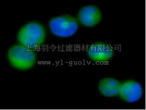 merck millipore,默克密理博,16-268,Anti-TCL1 Antibody, Alexa Fluor 488