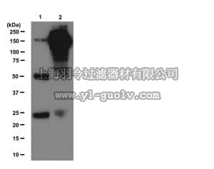 merck millipore,默克密理博,16-282,Anti-Phosphotyrosine Antibody, clone 4G10, Magnetic Bead Conjugate