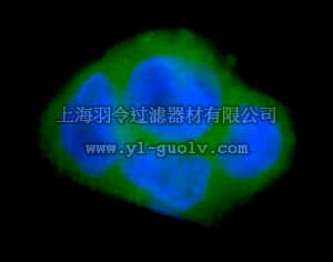 merck millipore,默克密理博,16-283,Anti-MAP Kinase 1/2 (Erk1/2) Antibody, CT, Alexa Fluor 488 conjugate
