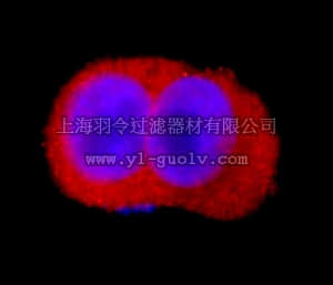 merck millipore,默克密理博,16-284,Anti-MAP Kinase 1/2 (Erk1/2) Antibody, CT, Alexa Fluor 555 conjugate