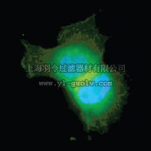 merck millipore,默克密理博,16-293,Anti-Akt/PKB Antibody, PH Domain, clone SKB1, Alexa Fluor 488