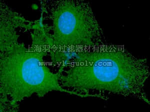 merck millipore,默克密理博,16-305,Anti-phospho-Akt1/PKBα (Ser473) Antibody, clone 11E6, Alexa Fluor 488