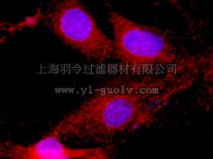 merck millipore,默克密理博,16-306,Anti-phospho-Akt1/PKBα (Ser473) Antibody, clone 11E6, Alexa Fluor 555
