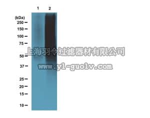 merck millipore,默克密理博,16-310,Anti-Nitrotyrosine Magnetic Bead Conjugate Antibody