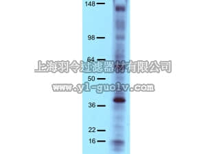 merck millipore,默克密理博,16-316,Anti-Phosphotyrosine Antibody, 4G10 Platinum, HRP Conjugate