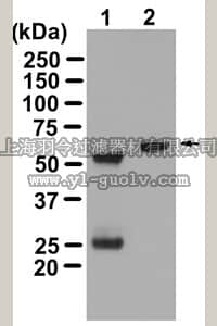 merck millipore,默克密理博,16-318,Anti-Akt/PKB Antibody, PH Domain, clone SKB1, Magnetic Bead Conjugate