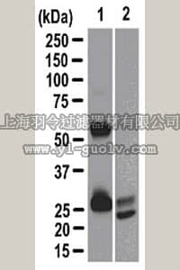 merck millipore,默克密理博,16-321,Anti-Ras Magnetic Bead Conjugate Antibody