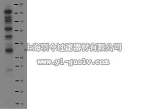 merck millipore,默克密理博,16-452,4G10 Platinum, Anti-Phosphotyrosine Antibody, Biotin Conjugate