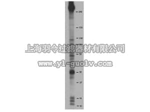 merck millipore,默克密理博,16-453,Anti-Phosphoserine Antibody, clone 4A4, Biotin Conjugate