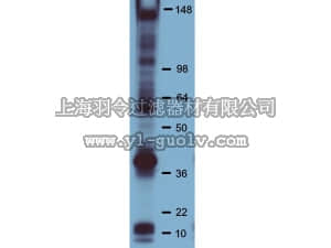 merck millipore,默克密理博,16-454,Anti-Phosphotyrosine Antibody, clone PY20, HRP Conjugate