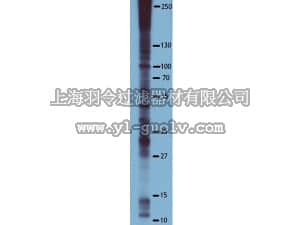 merck millipore,默克密理博,16-455,Anti-Phosphoserine Antibody, clone 4A4, HRP Conjugate