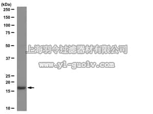 merck millipore,默克密理博,16-658,Anti-acetyl-Histone H3 Antibody, Agarose Conjugate
