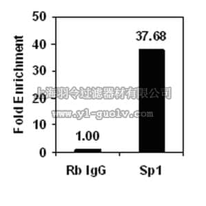 merck millipore,默克密理博,16-663X,Magna ChIP™ Protein A+G Magnetic Beads