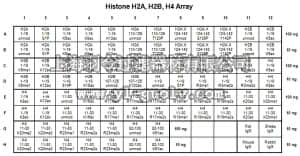 merck millipore,默克密理博,16-665,AbSurance™ Histone H2A, H2B, H4 Antibody Specificity Array
