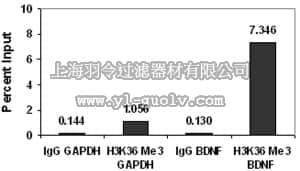 merck millipore,默克密理博,17-10032,ChIPAb+ Trimethyl-Histone H3 (Lys36) - ChIP Validated Antibody and Primer Set, rabbit monoclonal